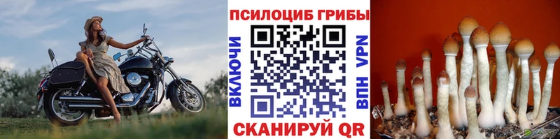Псилоцибиновые грибы ЛСД  Циолковский 
